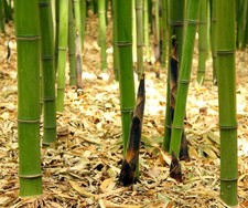 Phyllostachys viridis var. mitis 60-120cm - Green bamboo | Mitis bamboo