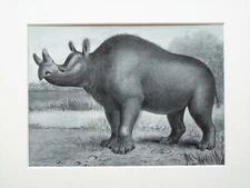 BRONTOPS RHINOCEROS Extinct Animal - 1920s Mounted Antique B&W Print 