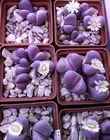 Lithops optica cv Rubra C287  MG1685 seeds 20 pcs 2023y