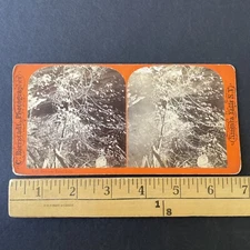 Vernal Falls Cave Yosemite California Stereoview Charles Bierstadt c1870s Y16034