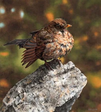 Blackbird by Esther van Hulsen Bird Wildlife Nature Fine Art Print 13x19