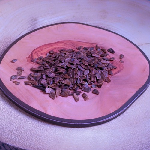 Toona sinensis (Chinese Mahogany / Cedar) 10 Tree Seeds •RARE Bonsai Garden UK - Picture 7 of 7