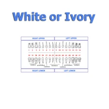 Replacement Teeth Typodont 200 (5 pack) Compatible With Nissin (white or ivory)