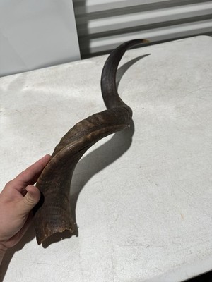 Vintage Kudu Horn 29  Natural Curved Horn Taxidermy Decor Display