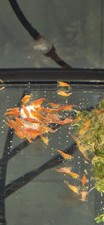 Orange Sunkist Neocaridina Shrimp - 10  1 - Live Guarantee