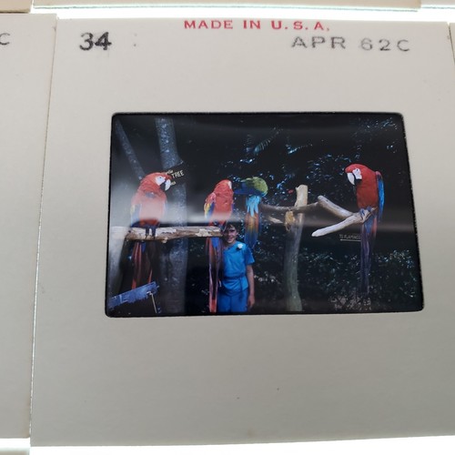 40+ Vtg 1960s Florida Easter Kodachrome Color Slides – MCM Family Vacation Retro - Picture 6 of 15