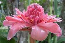 Etlingera elatior Pink | Torch Ginger | Combrang | Wax Flower | 20_Seeds