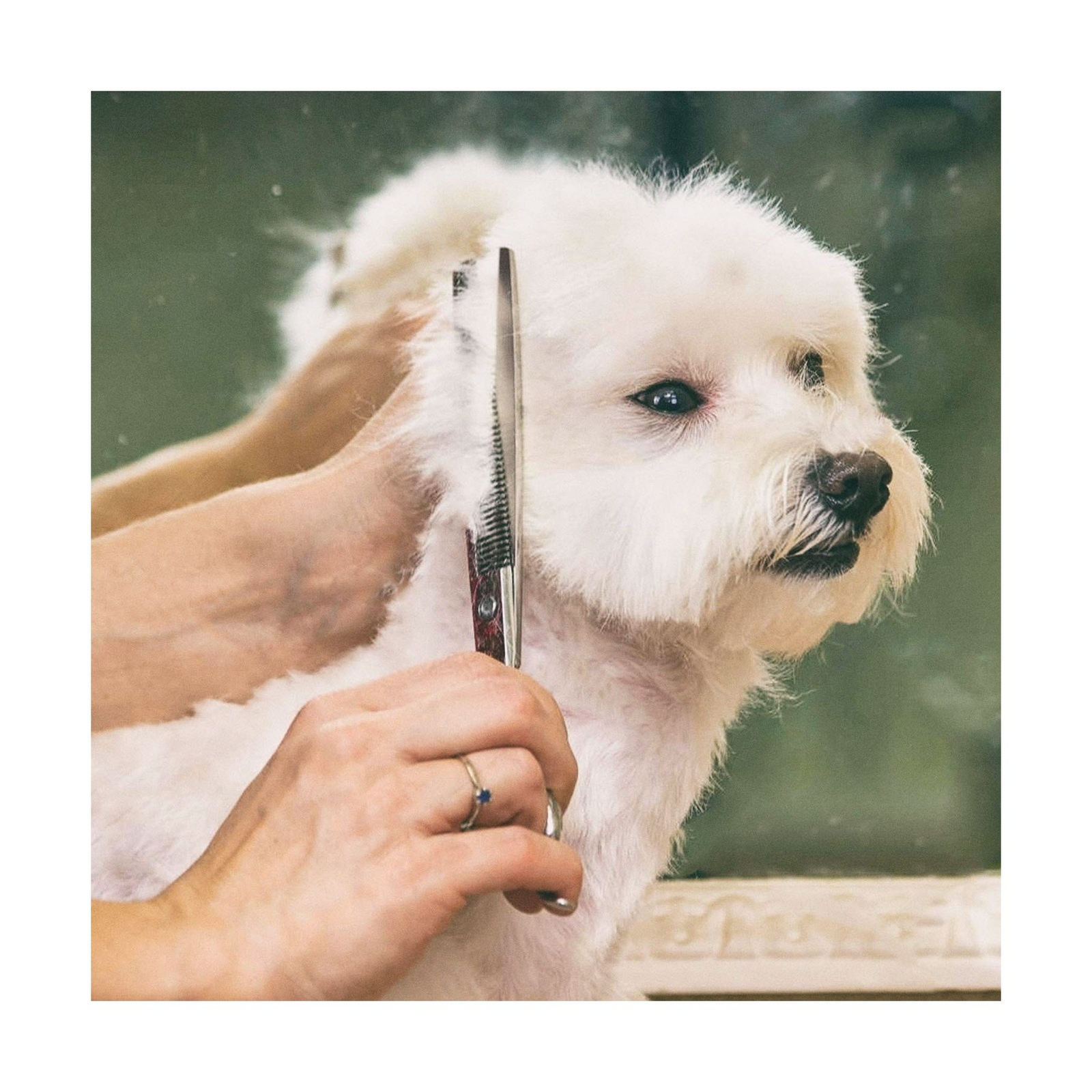 Gimars 4CR Stainless Steel Dog Grooming Scissors Kit with Safety Round