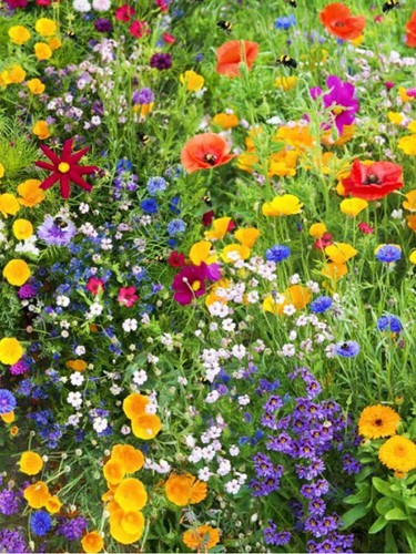 Cosmos Crazy For Cosmos Mix 10 Variétés Heirloom Pollinators Graines Non 3/ х - Bild 7 von 11