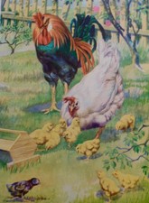 Vintage Chicken Hen Rooster Print 1939 Children's Book Illustration V Becker