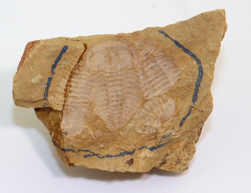 Trilobit, Yunnanocephalus yunnanensis, Kambrium, Chengjang, Hunnan, China -L390 - Picture 3 of 4