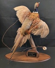 Flying Ring-neck Pheasant Vintage 1984 Taxidermy Mount Barbed Wire