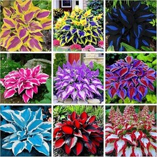 350 Mixed Color Hosta Seeds for Planting - Shade-Tolerant