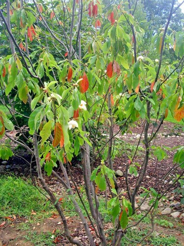 20 FRANKLIN TREE SEEEDS - Franklinia alatamaha - 第 7/9 張圖片
