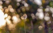 HELIOS 44-3 f,2/58mm Bokeh&Flare Trioplan effect (Bubble effect) M42 mount USSR