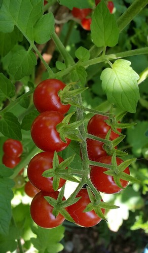 10+ graines de tomate rare Matt's Wild Cherry petit bijou..tomato seeds méth.bio - Picture 2 of 7