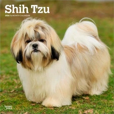 Shih Tzu | 2026 12x24" (Hanging) Monthly Square Wall Calendar | Plastic-Free