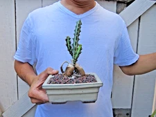 Euphorbia Knuthii in Bonsai Pot