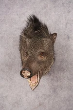 Javelina Shoulder Mount SKU 3187