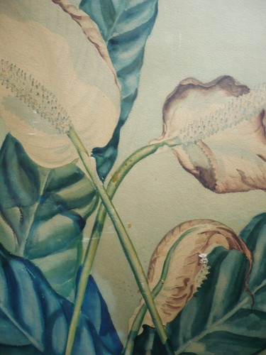 ROSEBUD LANE, LISTED, Early California RARE CALIF CA WATERCOLOR BOTANICAL FLORAL - Picture 4 of 10