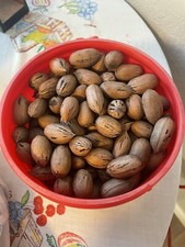 Pecans, 1 Pound, In Shell