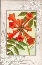 Vintage Postcard Trumpet Creeper Flower Artist Signed Reed Pub JV11