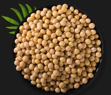TOP QUALITY SOY BEANS Bulk Wholesale