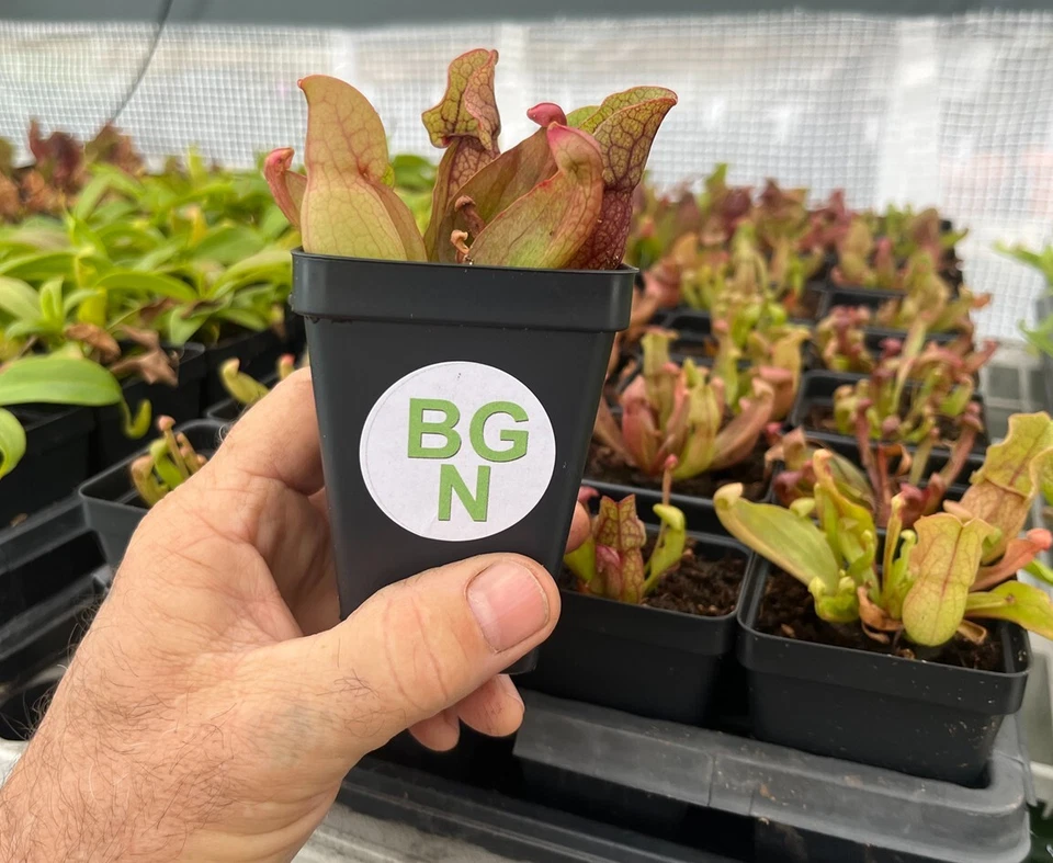 Planta jarro roxo - Sarracenia purpurea var. venosa - Planta carnívora - Imagem 2 de 4