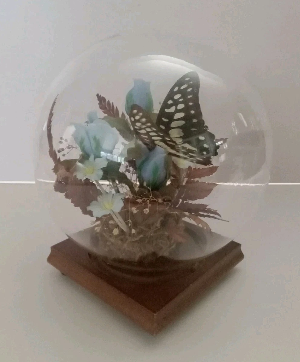 复古蝴蝶标本剥制术| eBay