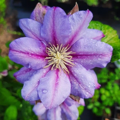 Clematis großblütig Königin Bona 2 Liter - Bild 1 von 4