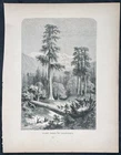 1878 Picturesque World Antique Print View of Giant Redwoods California (90615-1)