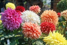 Mixed Color Giant Dahlia Flower Bulbs - Grow Assorted Colors of Dahlia