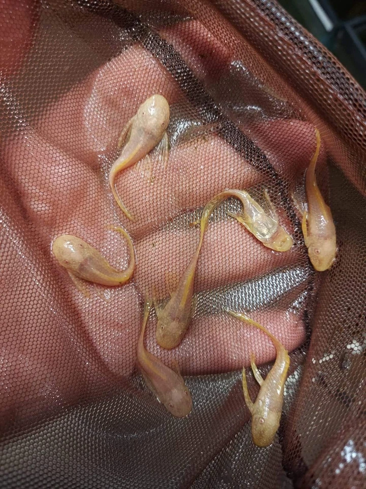 GOLD LONG FIN ANCISTRUS BUSHY NOSE 1 TO 1.5" HEAD TO TAIL - Image 2 of 2