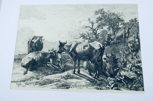 Kühe Original Kupferstiche, 17. Jh. Paülus Potter - Bild 7 von 10