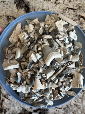#ad #ad 3lbs Of Fossils Bone Valley Florida Fossil Shark Teeth Croc Stingray amp; More $400.00