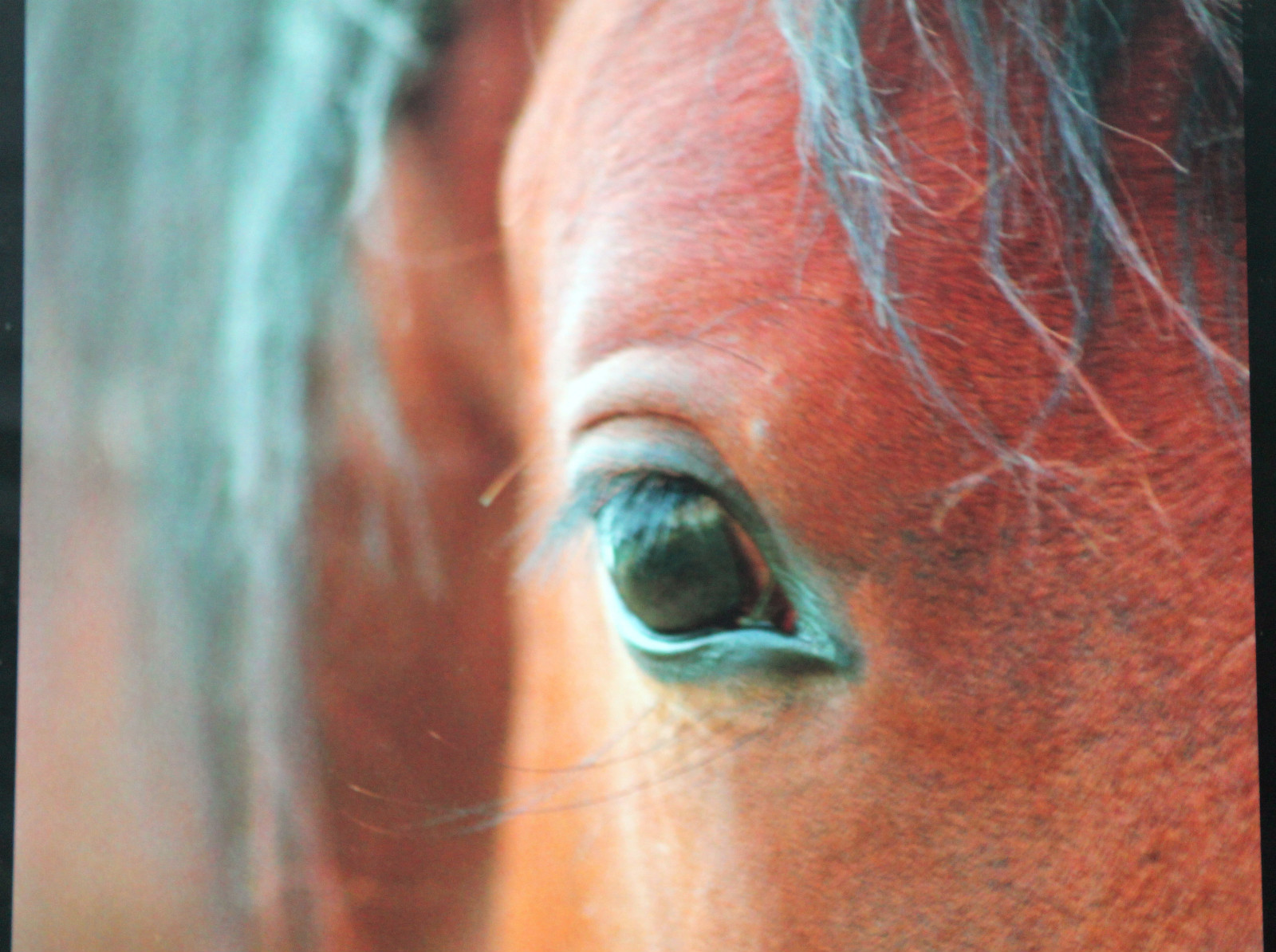 Photo de cheval impression premium affiche décoration murale de 1m pour cadre