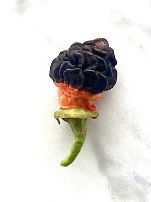  ️ ROCOTO  Roter Baumchili  ️vollständige Plazenta mit allen Samen