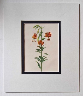GROVE Lilium Pardalinum, 1943 Vintage Lily Flower Print Reproduction