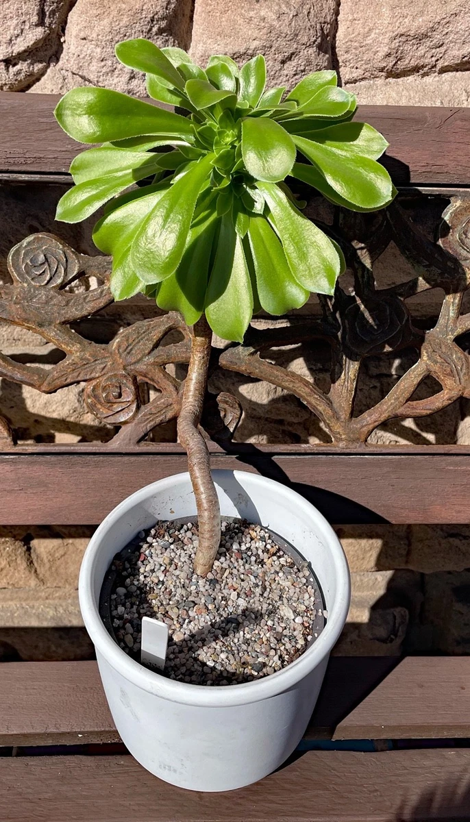 sumpfpflanze zimmerpflanze Japanisches Locheisen Equisetum japonicum