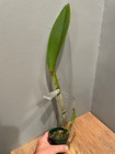 Blc. Tribute `Independence Day' AM/AOS Classic Cattleya Orchid Plant — photo 3