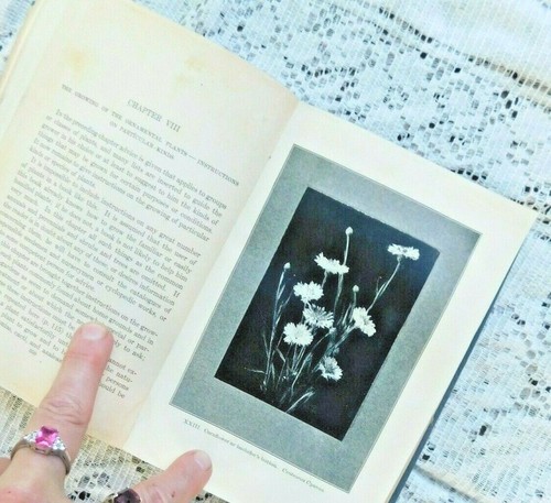 Antique Book 1917 Manual of Gardening L. H. Bailey A Practical Guide Illustrated - Imagen 9 de 12