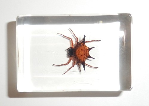 Spiny Spider Specimen in Small Clear Acrylic Block Teaching Kit TE1 - Picture 3 of 7