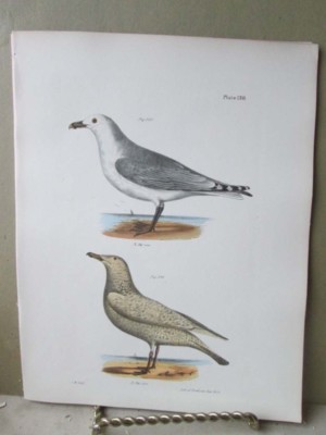 Vintage Print,BIRDS,COMMON AMERICAN+WINTER GULLS,Zoology,NY,Fauna,1844