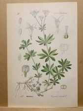 1886 ANTIQUE LITHOGRAPH ILLUSTRATION BOTANY FLOWER FLORA NATURE DECOR PICTURE...
