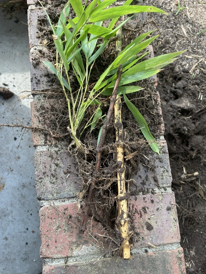 2 Rizomas de planta de raíz desnuda vivos Phyllostachys Nigra auténticos de bambú de madera negra Foto 3 de 4