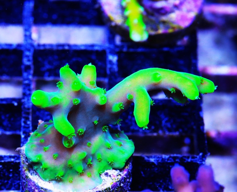 Nuclear Lokani Acropora Frag Zoanthids Zoa Paly SPS LPS Corals, WYSIWYG