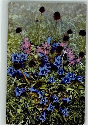 39613596 - 528 Gentiana clusii Clusus-Enzian Primula longiflori Hallers