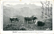 Postcard Nestle's condens. Alpine milk, cattle in the mountains, advertisement - 11525762