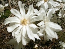 12 SEMILLAS DE MAGNOLIA DE BAILARINA - Magnolia × loebneri 'Bailarina'