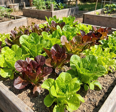 #ad Lettuce HEATWAVE MIX Heat Tolerant Cut amp; Come Again Garden Non GMO 1000 Seeds $3.98